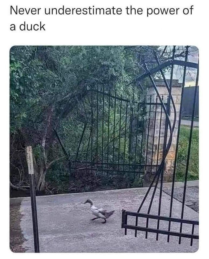 Duck Power – meme