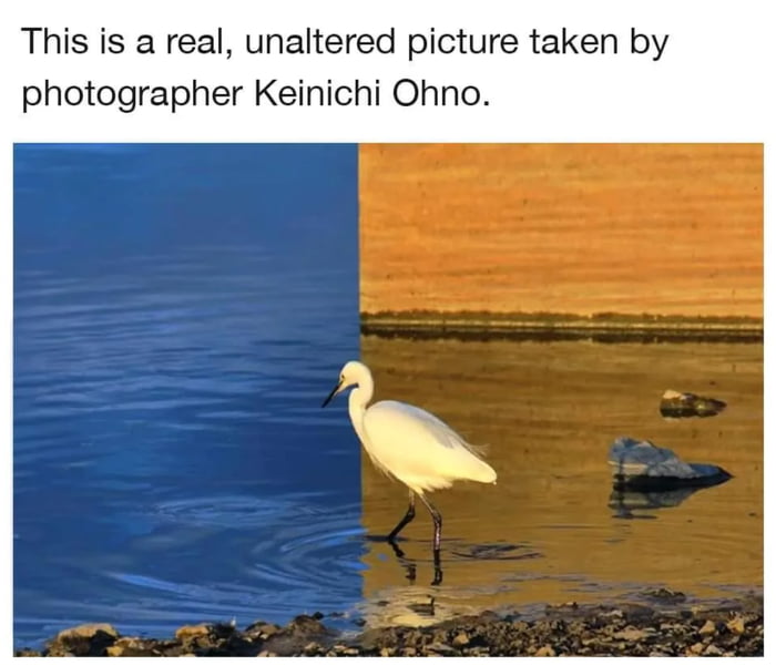 A reflection, makes the picture and the bird, look photoshoped