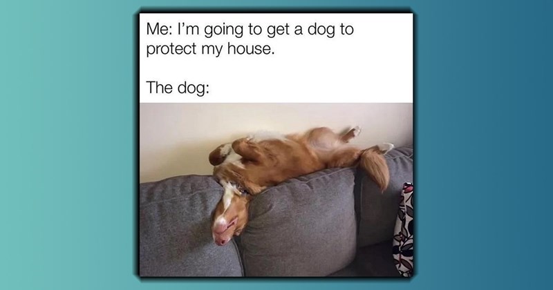 30+ Darling Dog Memes for Canine Enthusiasts (March 14, 2024)