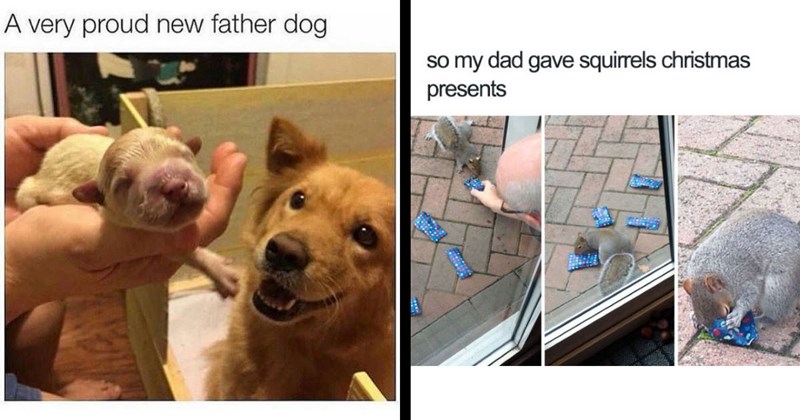 30+ of the Best Animal Memes of the Week (March 9, 2024)