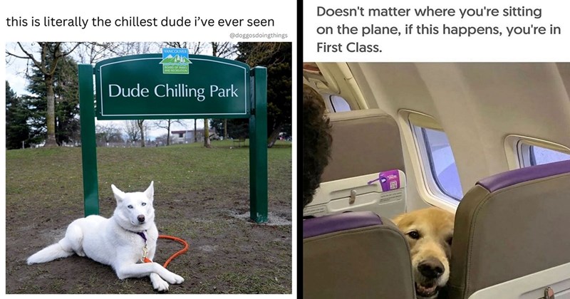 30 Darling Dog Memes for Canine Enthusiasts (March 7, 2024)