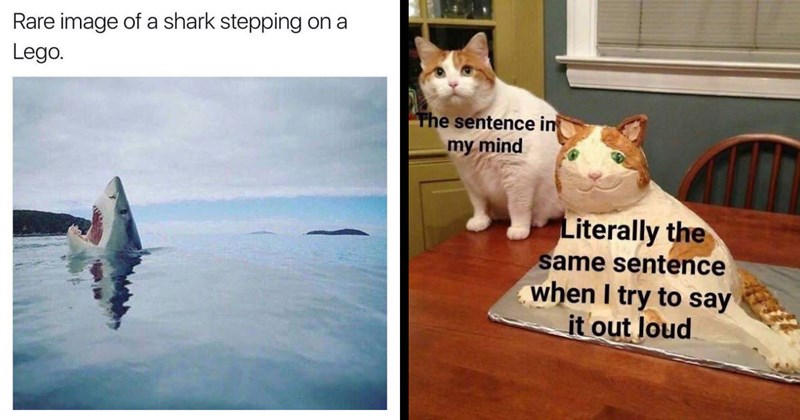 30+ of the Best Animal Memes of the Week (March 2, 2024)