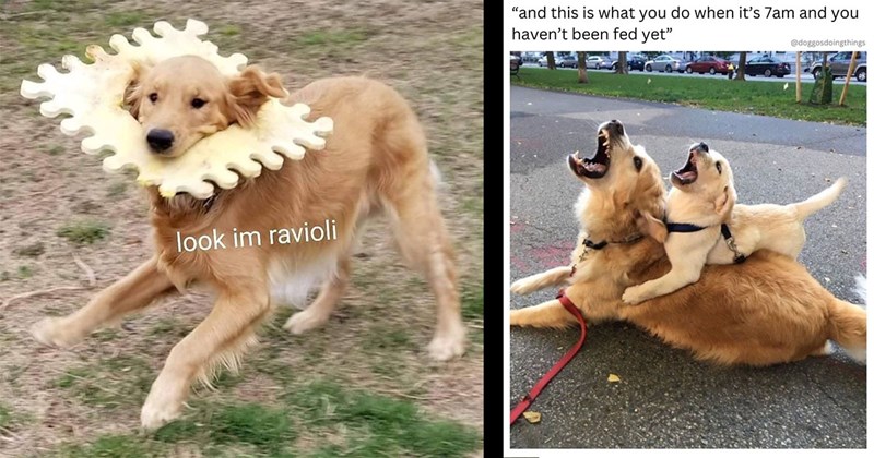 25+ Darling Dog Memes for Canine Enthusiasts (March 28, 2024)