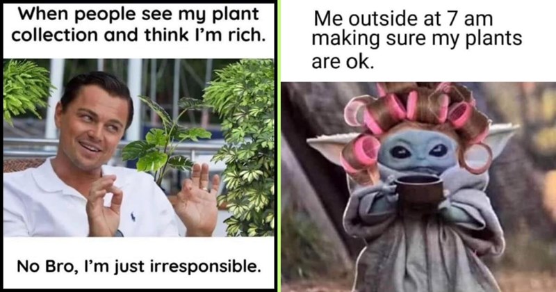 28 Plant Memes for Nature Lovers Embracing the Season of Spring