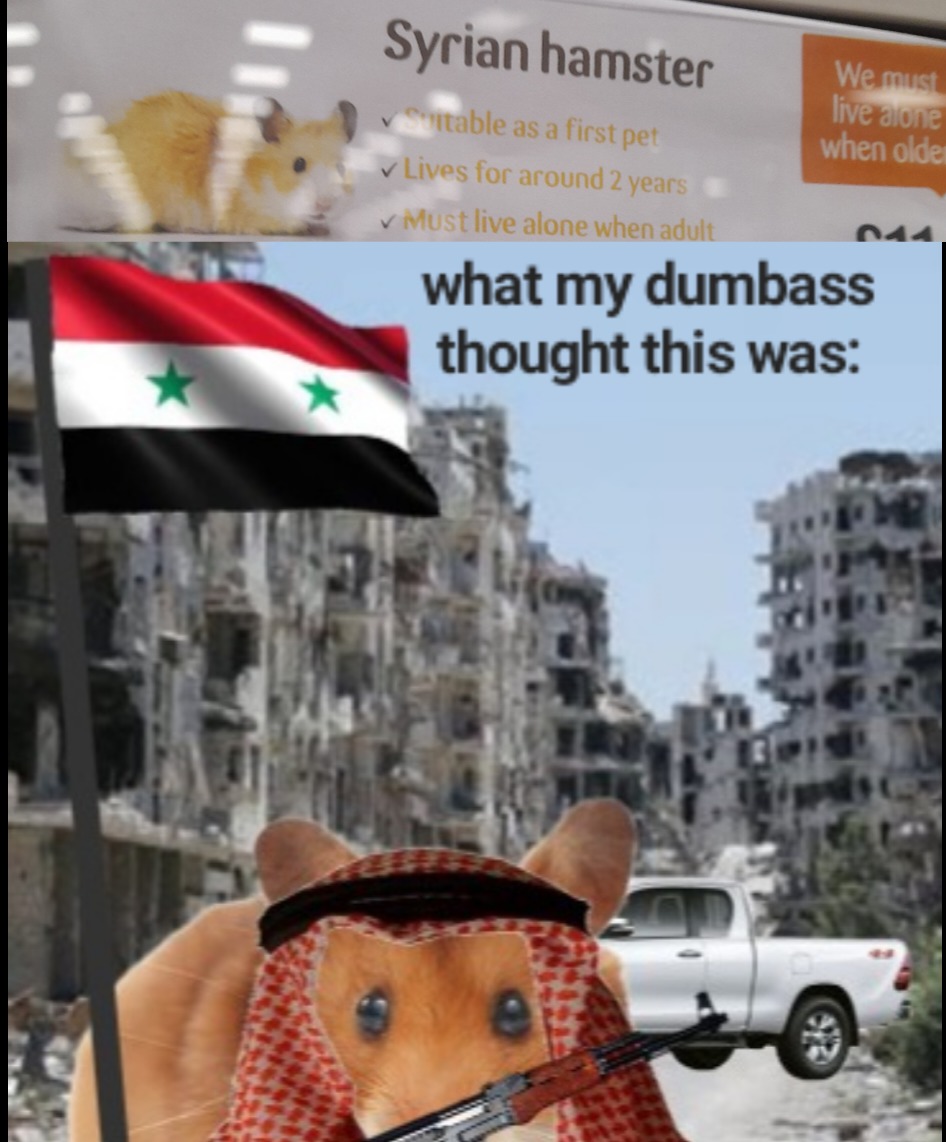 Syrian hamster – meme