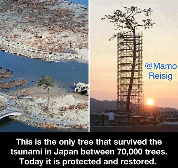 Japanese Tsunami – meme