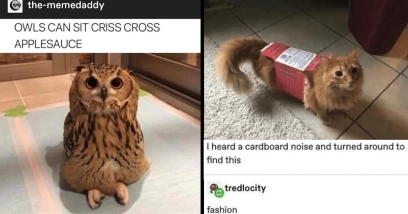 An Internet Haul of 30 Hilarious Tumblr Memes