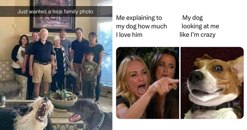 25+ Darling Dog Memes for Canine Enthusiasts (April 18, 2024)