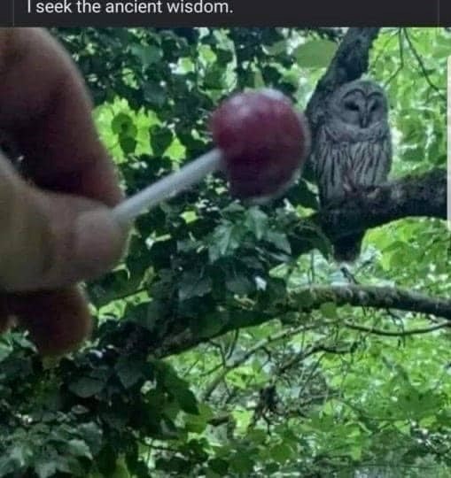 How many licks mr. Owl – meme