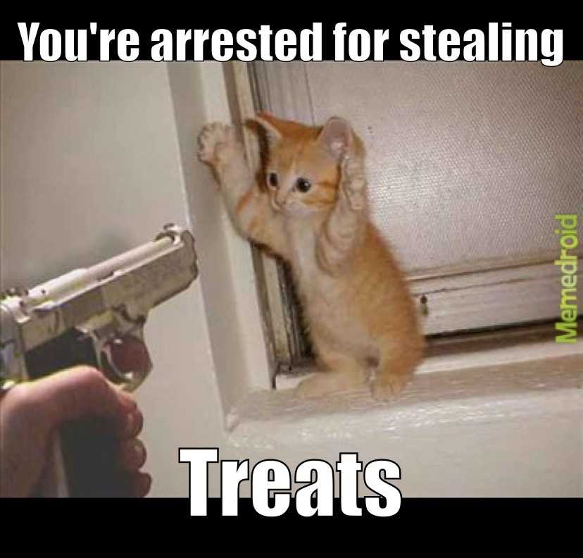 Kitten Criminal – meme