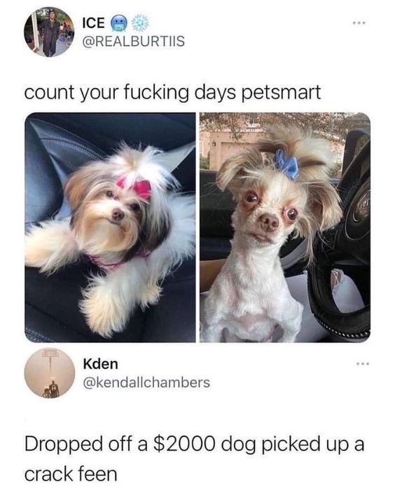 25+ Darling Dog Memes for Canine Enthusiasts (May 23, 2024)