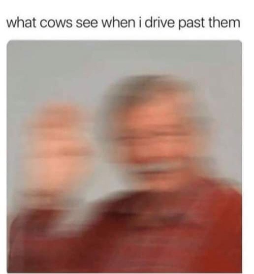 Hi cow – meme