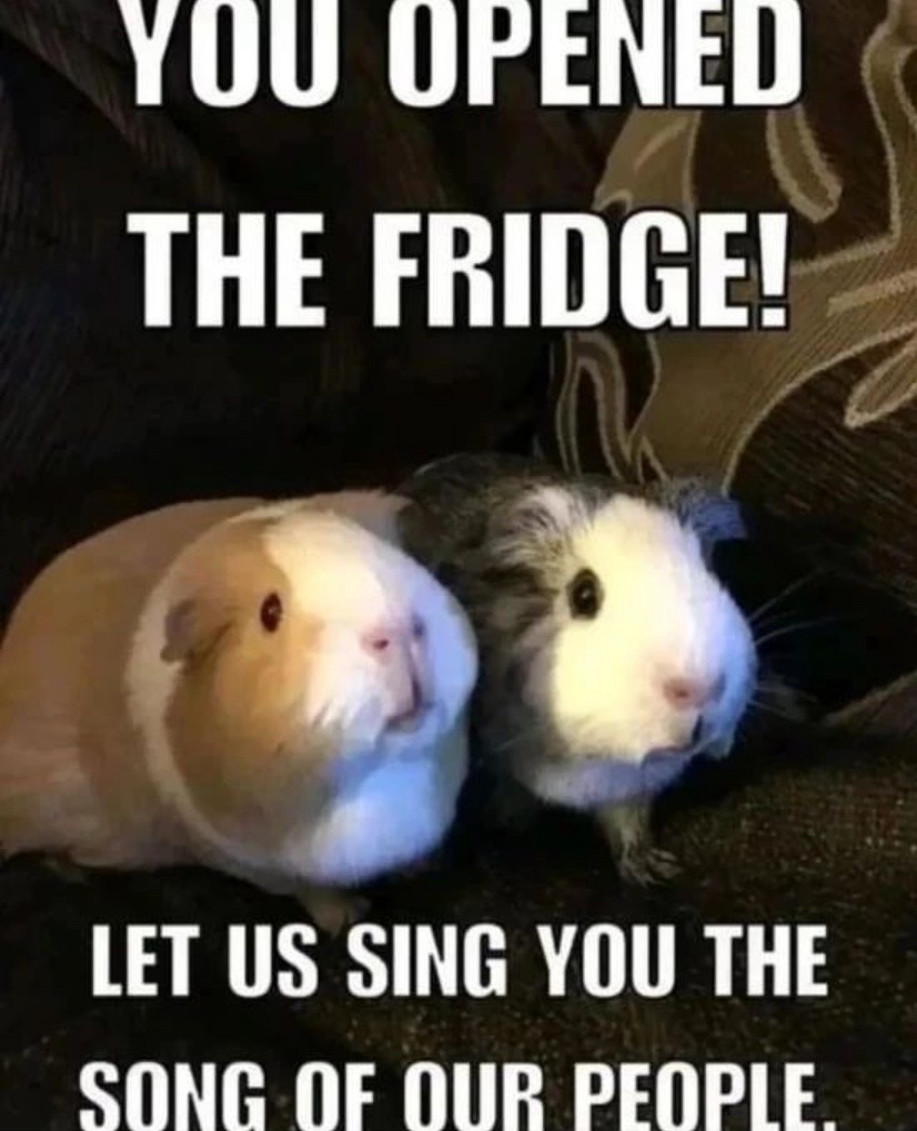 Guinea pig owners will understand – meme