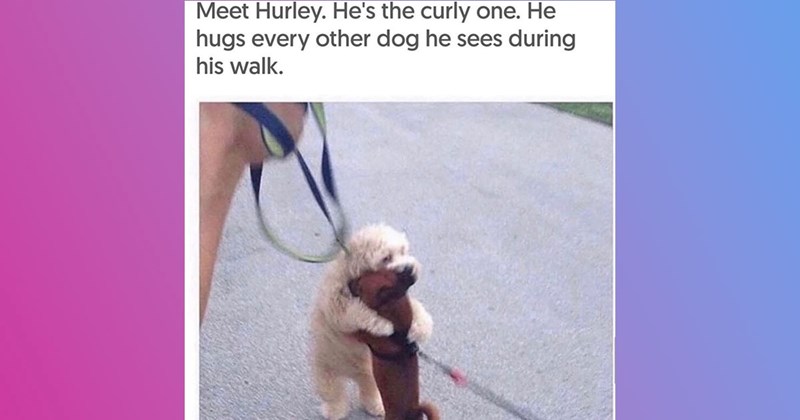 25+ Darling Dog Memes for Canine Enthusiasts (May 16, 2024)