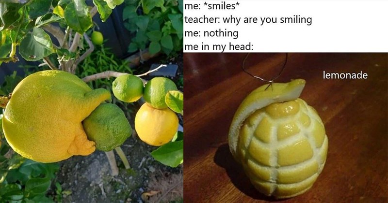 25 Easy Peasy Lemon Squeezy Lemon Memes