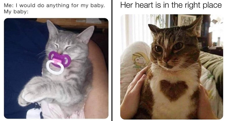 Funniest Cat Memes for Feline Fanatics (May 29, 2024)