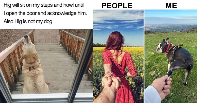 25+ Darling Dog Memes for Canine Enthusiasts (May 30, 2024)