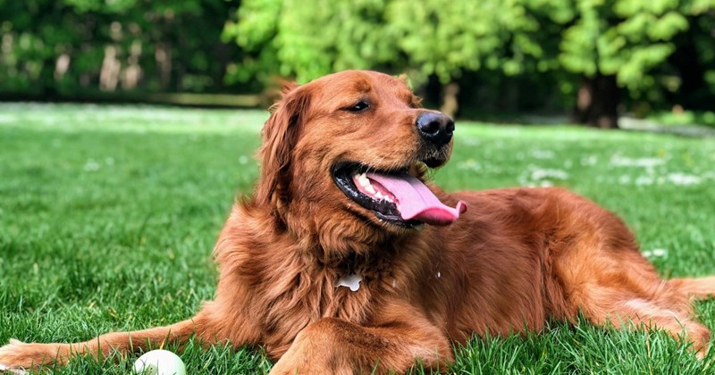 Entitled dog owner refuses mother and child entry into preschool playground: ‘Hijacking the park like that was selfish’