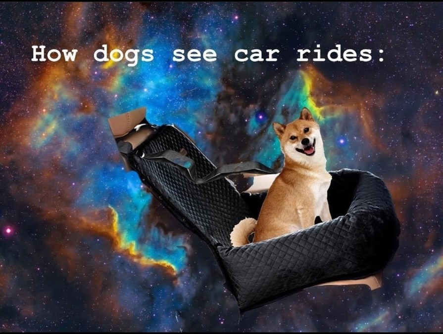 Pupper cruising – meme