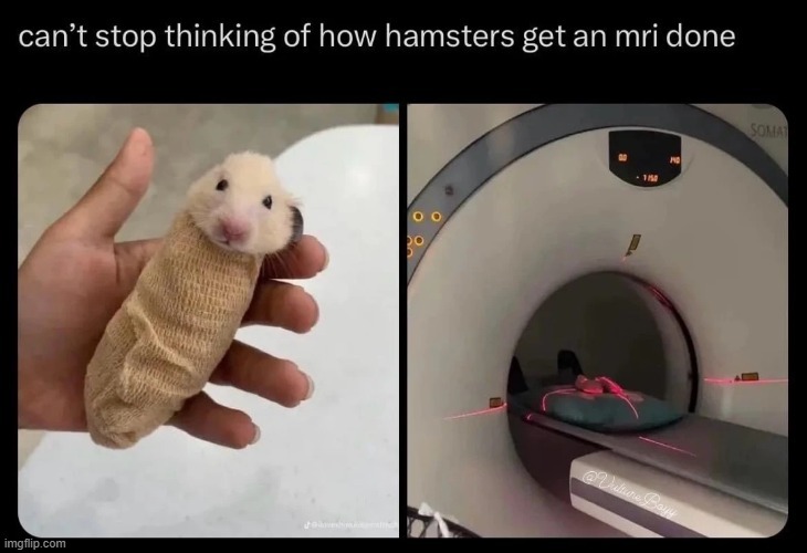 Hamster MRI – meme