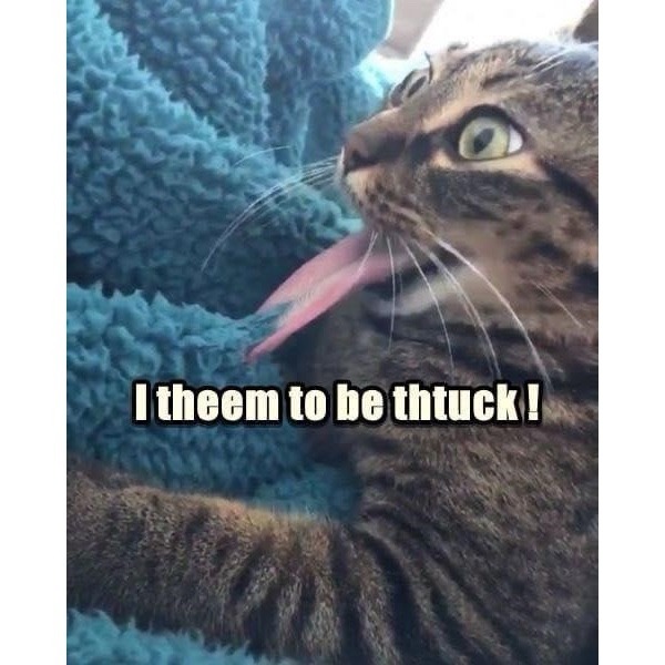 Mike Tyson’s cat – meme