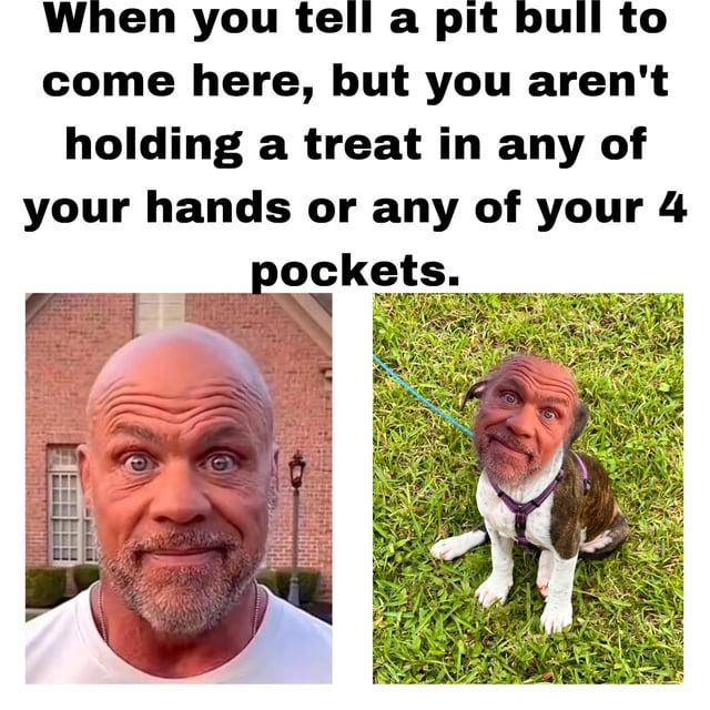 Pitbulls only want one thing – meme