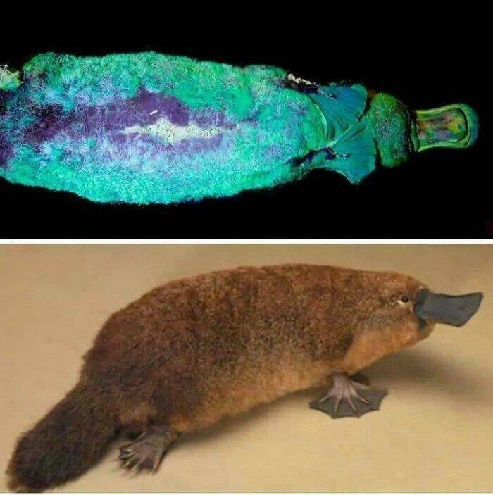 The Platypus Is Possibly The Weirdest Animal: It’s A Mammal But Lays Eggs, Its Duck-Billed, beaver-Tailed, Otter-Footed And Venomous. it Has Electroreceptors For Locating Prey, Eyes With Double Cones, No Stomach, And 10 chromosomes. it’s Fluorescent And Glows Under UV Light