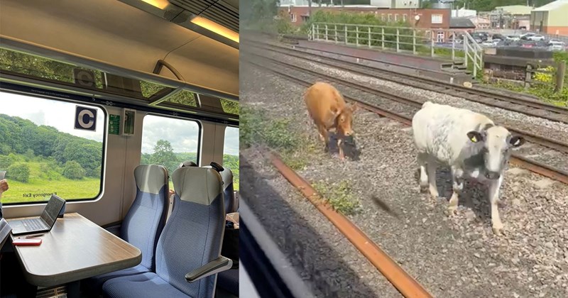 ‘Sorry for the bovine incursion’: Pair of cows stare down English commuter train, conductor has the perfect response