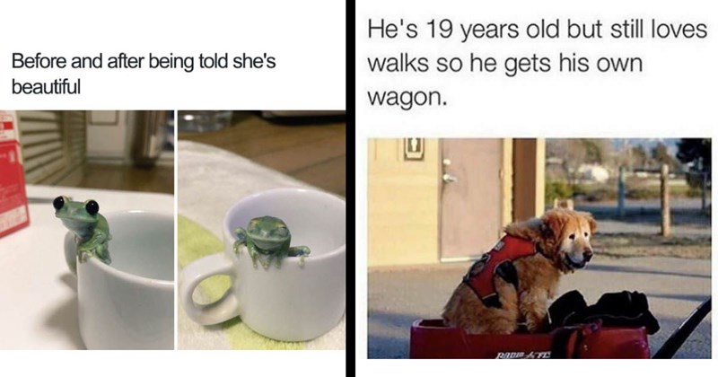 The Best Animal Memes of the Week (June 22, 2024)