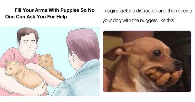 30 Darling Dog Memes for Canine Enthusiasts (June 13, 2024)