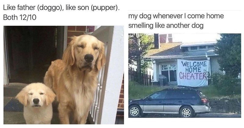 25+ Darling Dog Memes for Canine Enthusiasts (June 20, 2024)