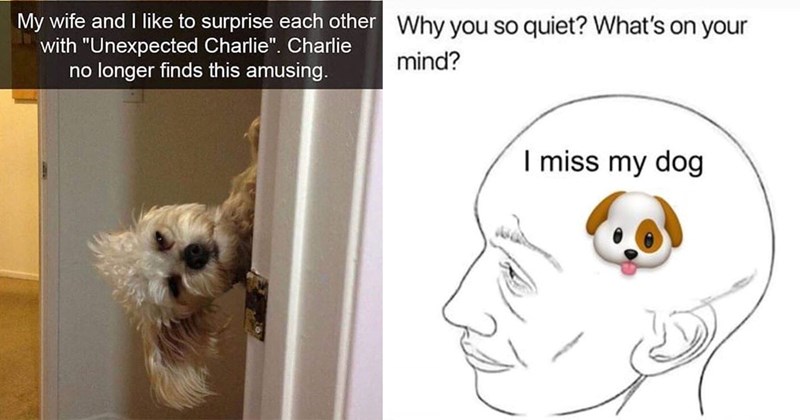 25+ Darling Dog Memes for Canine Enthusiasts (June 27, 2024)