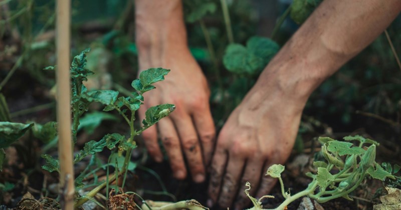 ‘This is called a task-based interview’: Industrious woman invites first date over to help her weed her garden, date is hesitant