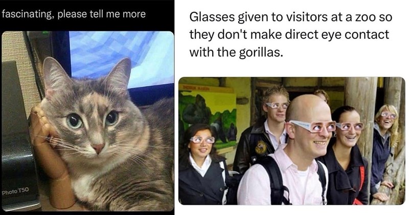 39 Memes to Spin You Right Round Like a Record