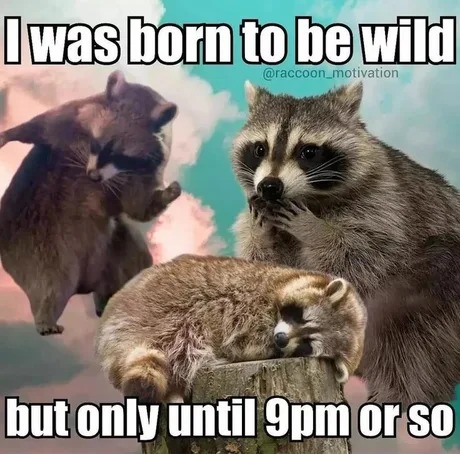 Born to be wild – meme