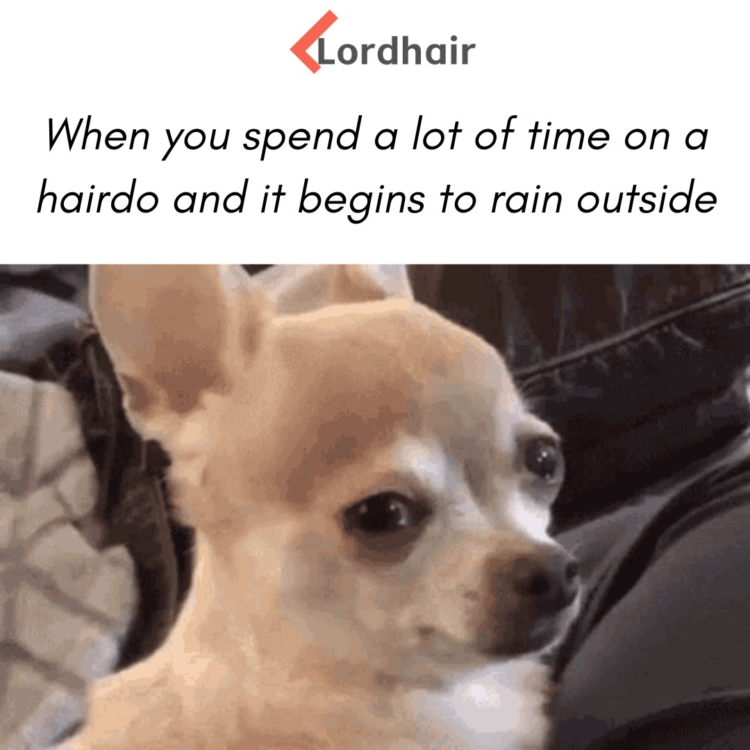 https://www.lordhair.com/ – meme