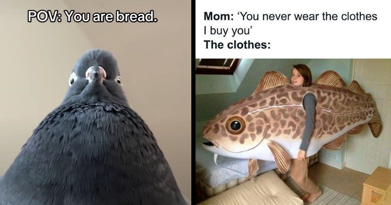 The Best Animal Memes of the Weeks (July 20, 2024)