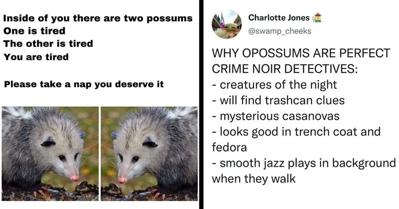 31 Opossum Memes For Trash Goblin Sympathizers