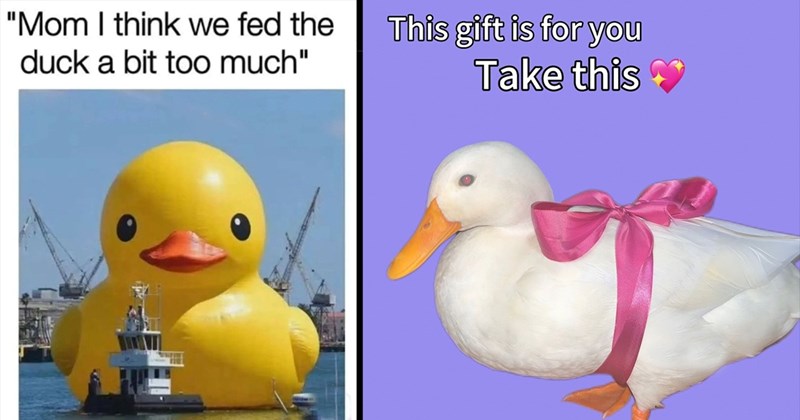 20+ Wholesome Rubber Duck and Duck Memes to Have the Happiest Bath Time