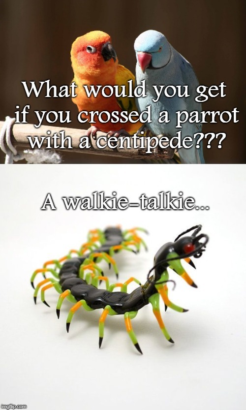 What would you get if you crossed a parrot with a centipede? – meme