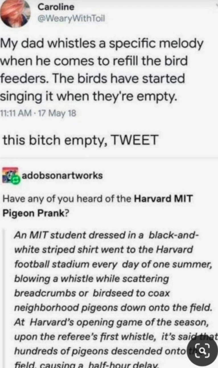 Harvard MIT Pigeon prank – meme