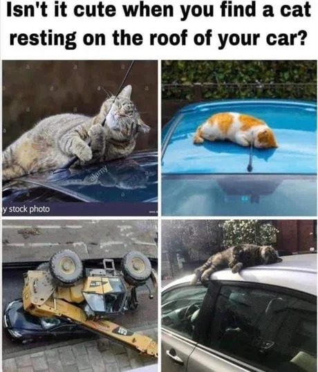 Cute cat meme