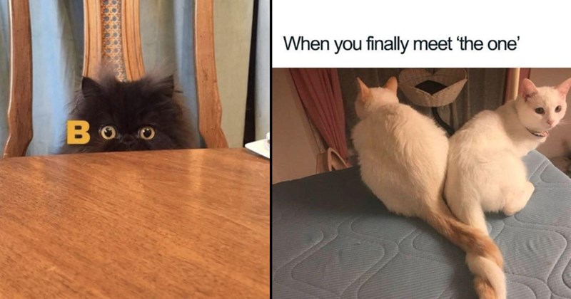 Funniest Cat Memes for Feline Fanatics (July 31, 2024)