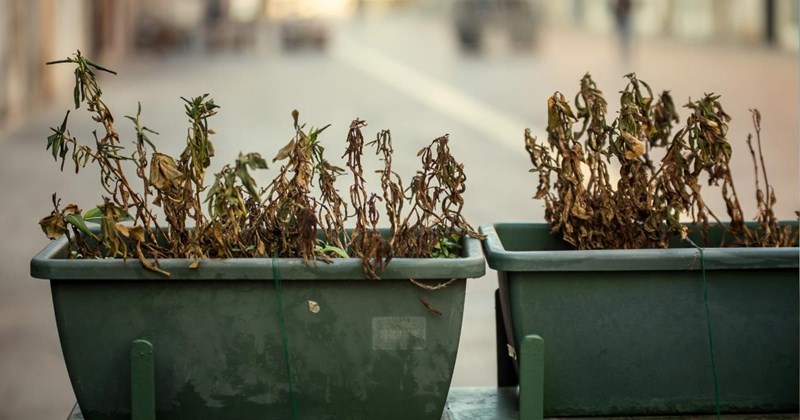 12-year-old gets revenge on Dad’s evil step-girlfriend by literally salting the earth in her precious garden: ‘Nothing grew… again’