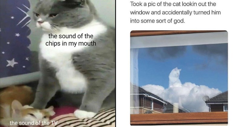 Funniest Cat Memes for Feline Fanatics (August 7, 2024)