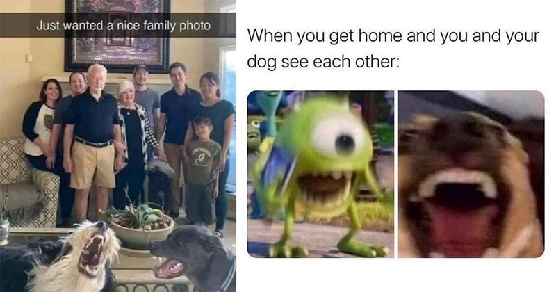 30+ Darling Dog Memes for Canine Enthusiasts (August 8, 2024)