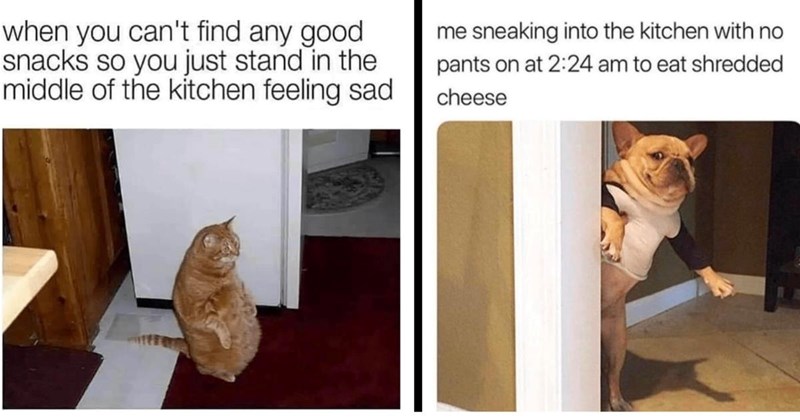 A Family Size Bag of 28 Snacking Memes for Your Next Late Night Feast