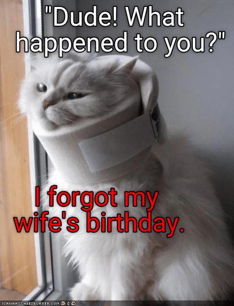 happy birthday memes with cat. see more https://rb.gy/ofcpjs