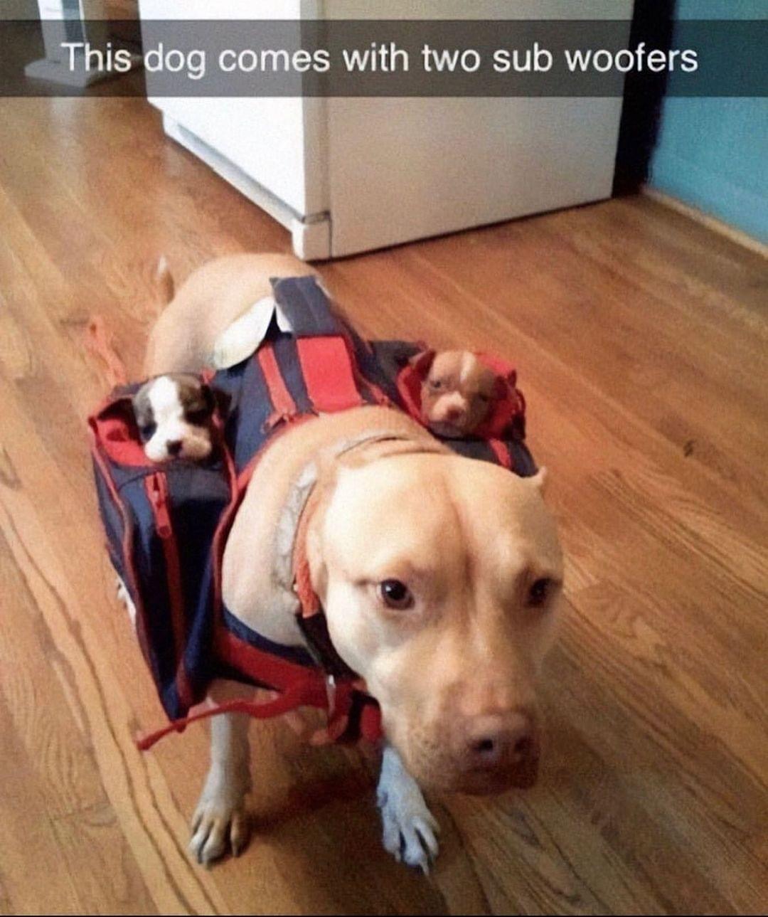 Sub woofers – meme