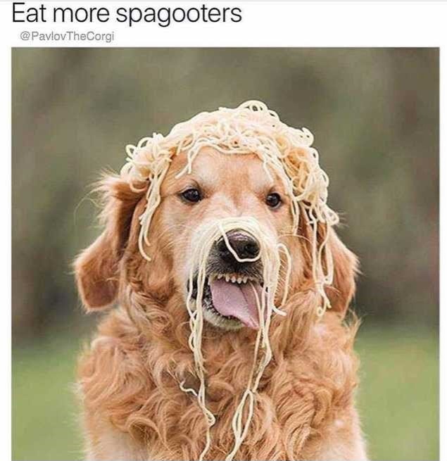 Spegetti comes once in a lifetime – meme